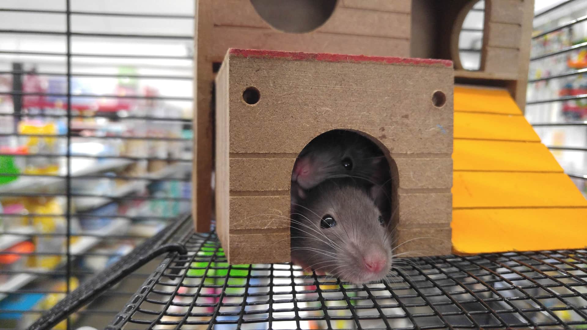Two mice on a wooden floor beside a baseboard inside a house