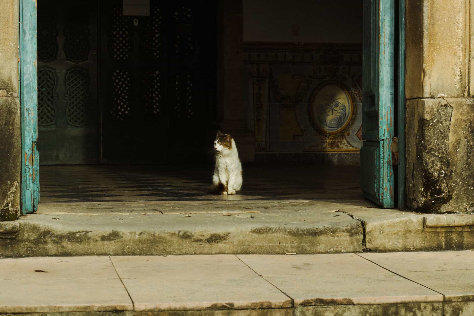 A cat sitting in a rustic doorway on a worn stone threshold