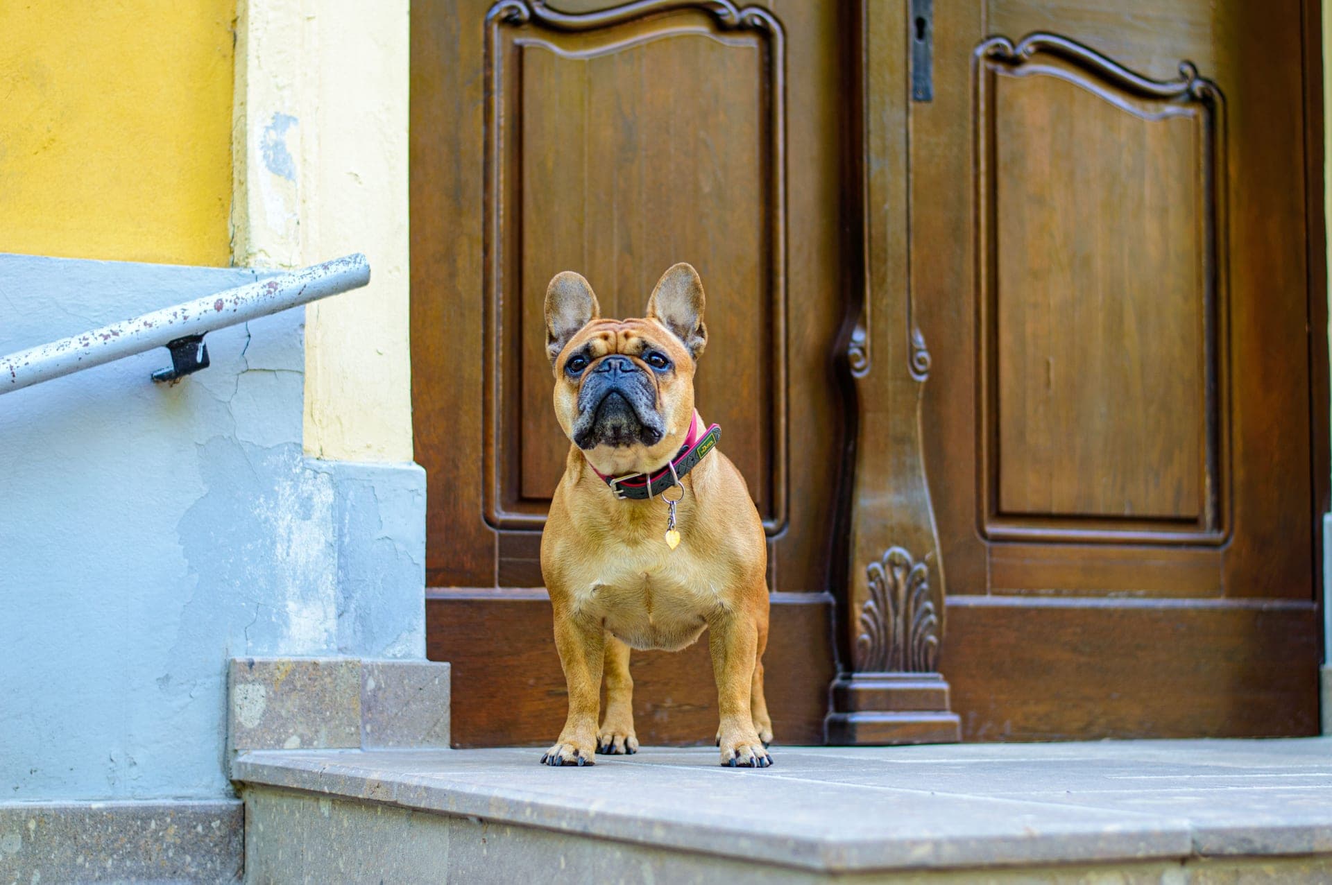 A French bulldog standing on the front steps of a house