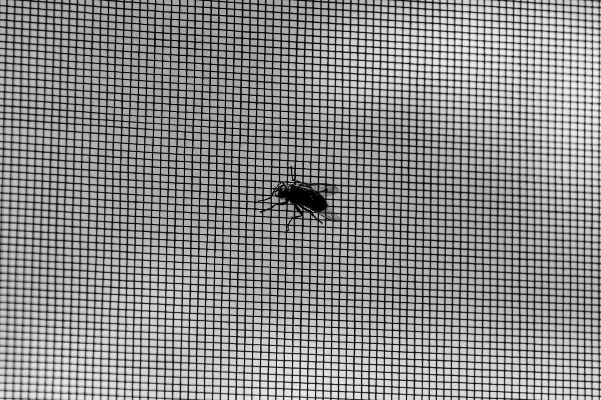 A small insect resting on the mesh of a window screen