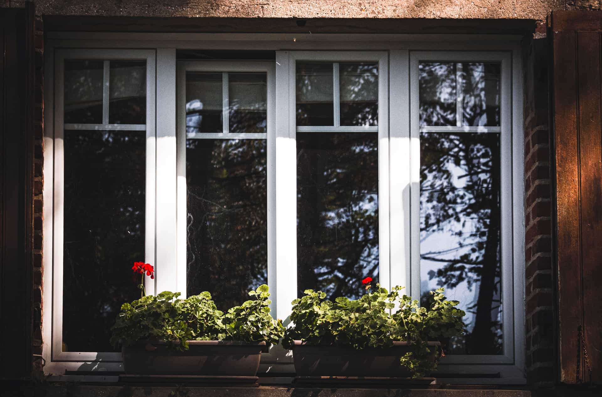A cottage window with red geraniums on the sill in soft daylight